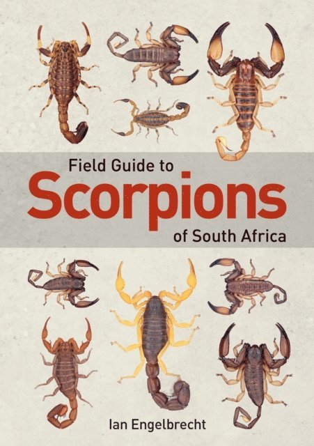 Ian Engelbrecht - Field Guide to Scorpions of South Africa, E-bok