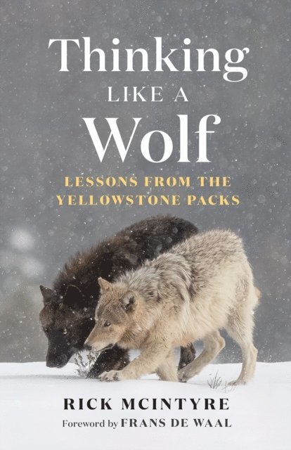 Rick McIntyre - Thinking Like a Wolf, E-bok