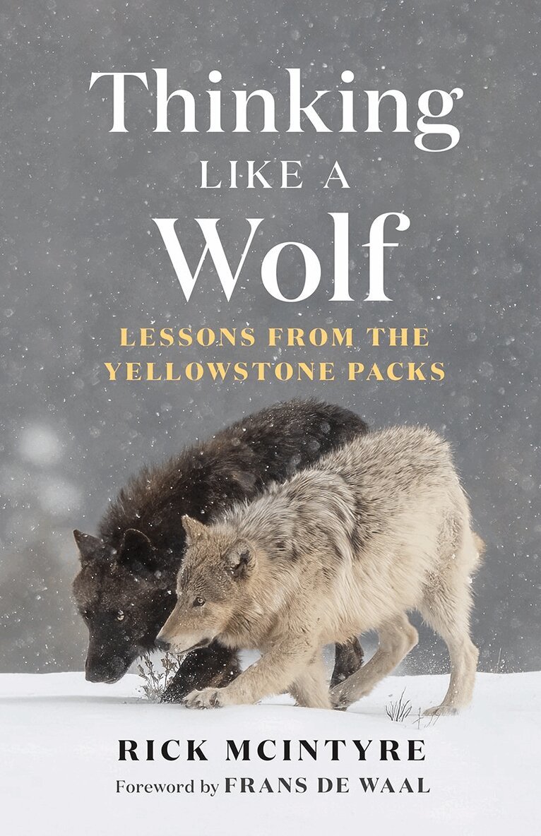 Rick McIntyre - Thinking Like a Wolf, Häftad