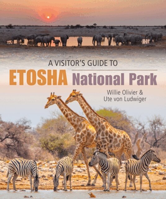 Visitor’s Guide to Etosha National Park