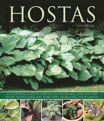 Andrew Mikolajski - Hostas, Häftad