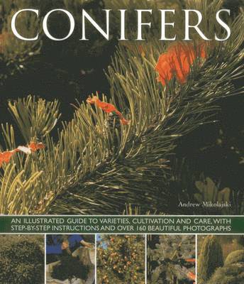Andrew Mikolajski - Conifers, Häftad
