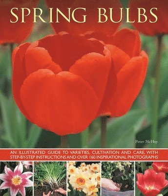 Mchoy Peter - Spring Bulbs, Häftad. Tillgänglighet: Lägg i varukorg
