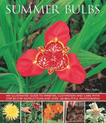 Mchoy Peter - Summer Bulbs, Häftad. Tillgänglighet: Tillfälligt slut