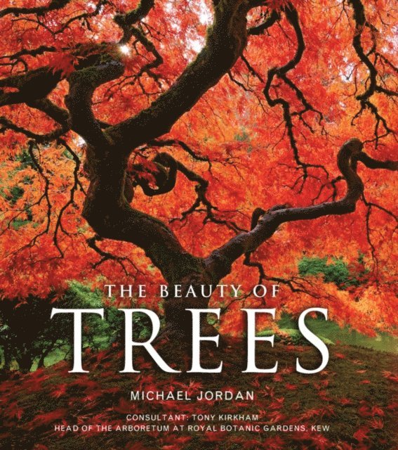 Michael Jordan - Beauty of Trees, E-bok