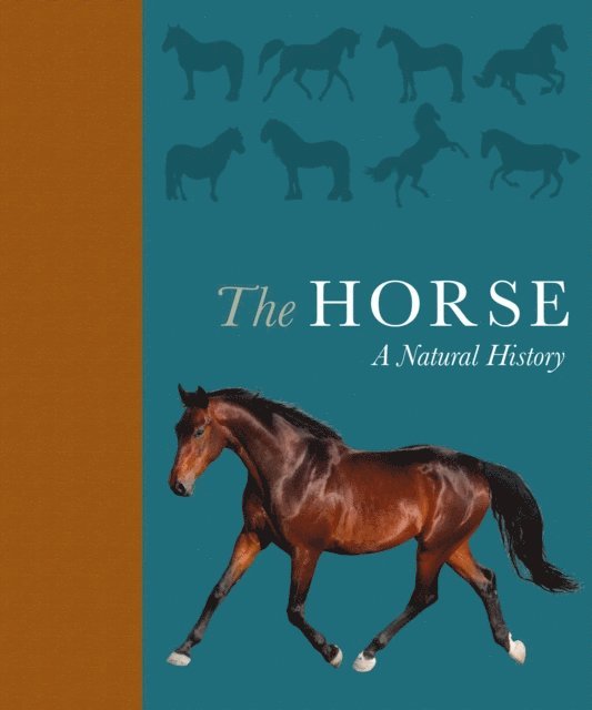 Debbie Busby, Catrin Rutland - Horse, E-bok