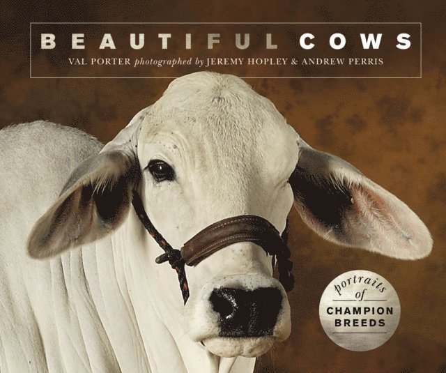 Valerie Porter - Beautiful Cows, E-bok