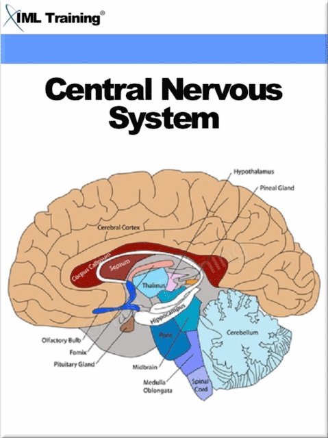 IML Training - Central Nervous System (Human Body), E-bok. Tillgänglighet: Lägg i varukorg