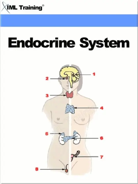 IML Training - Endocrine System (Human Body), E-bok. Tillgänglighet: Lägg i varukorg