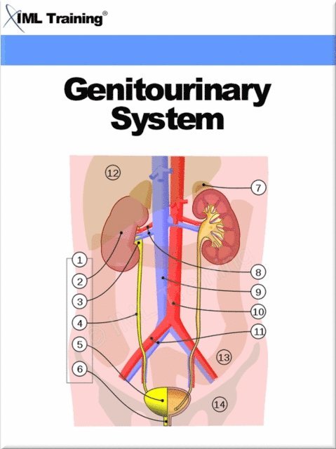 IML Training - Genitourinary System (Human Body), E-bok. Tillgänglighet: Lägg i varukorg