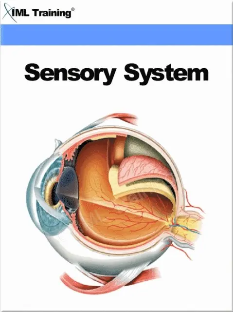 IML Training - Sensory System (Human Body), E-bok. Tillgänglighet: Lägg i varukorg