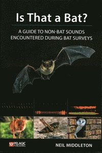 Is That a Bat?