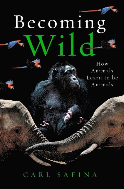 Carl Safina - Becoming Wild, E-bok