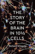 The Story of the Brain in 10 Cells