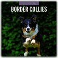 Border Collies 2026 Square Wall Calendar