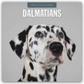 Dalmatians 2026 Square Wall Calendar