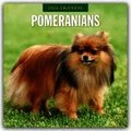 Pomeranians 2026 Square Wall Calendar