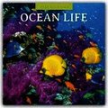 Ocean Life 2026 Square Wall Calendar
