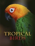 Tropical Birds