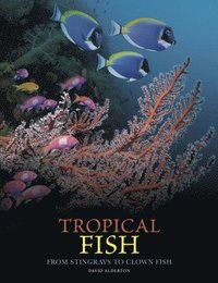 Tropical Fish