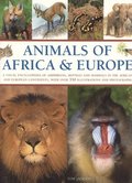 Animals Of Africa And Europe