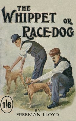 Freeman Lloyd - Whippet or Race Dog, Häftad