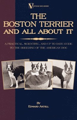 Edward Axtell - Boston Terrier And All About It - A Practical, Scientific, And Up To Date Guide To The Breeding Of The American Dog (A Vintage Dog Books Breed Classic), Häftad