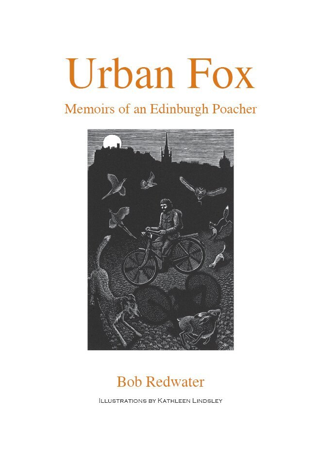 Urban Fox