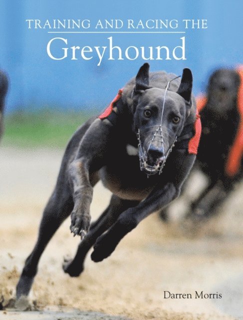 Training and Racing the Greyhound