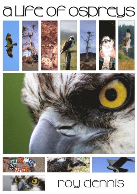 Roy Dennis - Life of Ospreys, E-bok