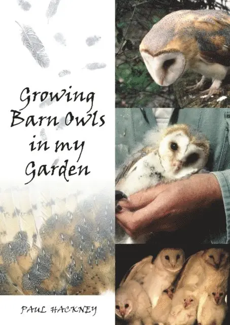 Paul Hackney - Growing Barn Owls in My Garden, E-bok. Tillgänglighet: Lägg i varukorg