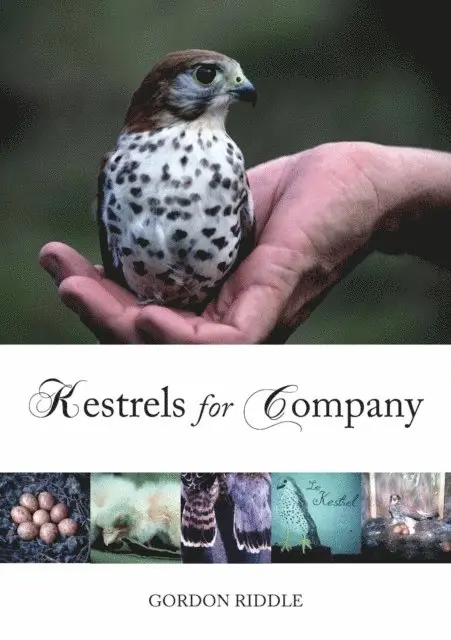 Gordon Riddle - Kestrels for Company, E-bok. Tillgänglighet: Lägg i varukorg