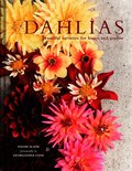 Dahlias