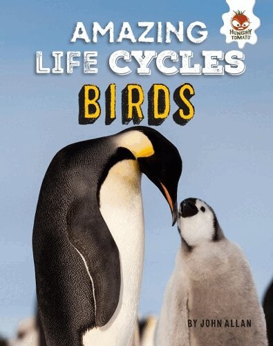 John Allan - Amazing Life Cycles-Birds, Häftad