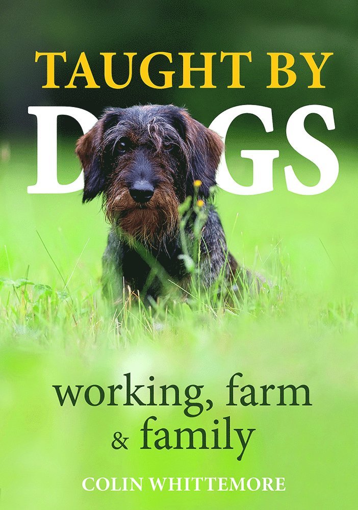 Colin Whittemore - Taught by Dogs, Inbunden. Tillgänglighet: Lägg i varukorg