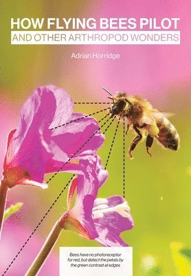 Adrian Horridge - How Flying Bees Pilot, and other arthropod wonders, Häftad