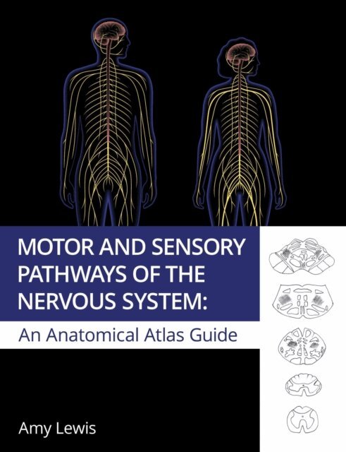 Amy Lewis - Motor and Sensory Pathways of the Nervous System, E-bok