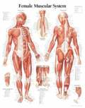 Muscular System With Female Figure Laminated Poster