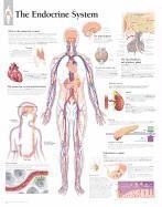Scientific Publishing - Endocrine System Paper Poster, Övrigt