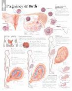 Scientific Publishing - Pregnancy & Birth Paper Poster, Övrigt