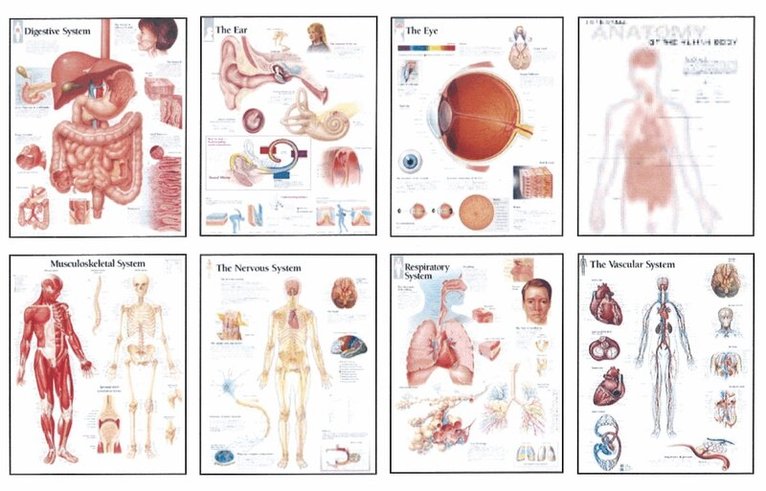 Scientific Publishing - Human Anatomy Chart Pack, Häftad