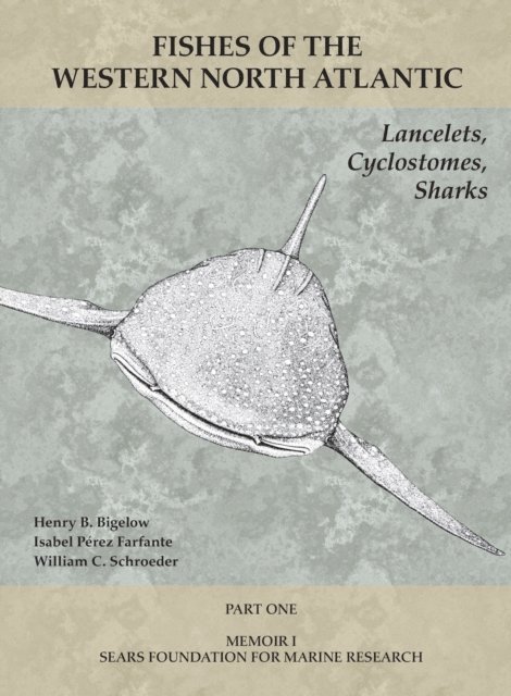 Lancelets, Cyclostomes, Sharks
