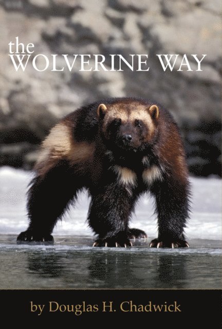 Douglas H. Chadwick - Wolverine Way, E-bok
