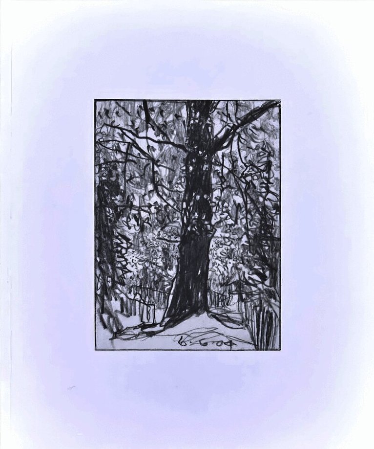 David Schoerner - Woods, Häftad