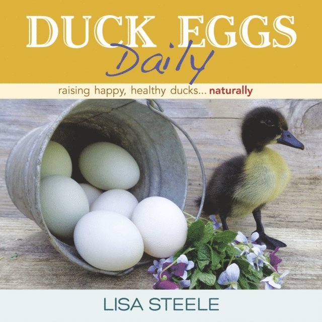 Lisa Steele - Duck Eggs Daily, E-bok