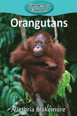 Victoria Blakemore - Orangutans, Häftad. Tillgänglighet: Lägg i varukorg