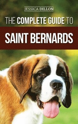 Complete Guide to Saint Bernards