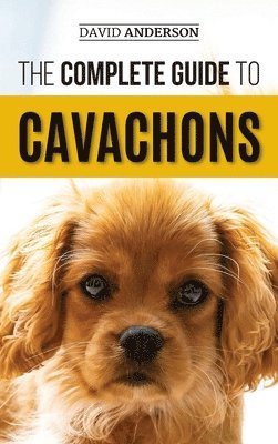 Complete Guide to Cavachons