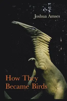 Joshua Amses - How They Became Birds, Häftad. Tillgänglighet: Lägg i varukorg