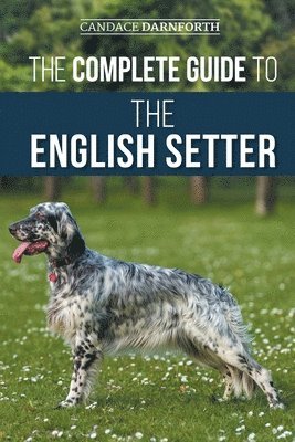 Candace Darnforth - Complete Guide to the English Setter, Häftad
